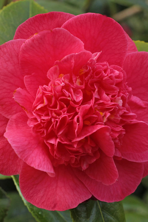  Red Fellow Camellia Japonica - 3 Gallon Pot