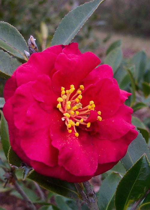 Reverend Ida Red ShiShi Gashira Dwarf Camellia Sasanqua - 1 Gallon Pot