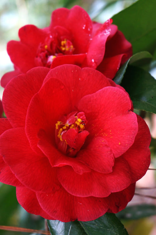  Rosehill Red Camellia - 3 Gallon Pot