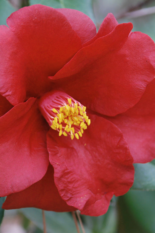  Royal Velvet Red Camellia Japonica - 3 Gallon Pot