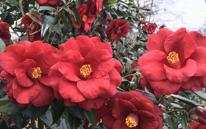  Royal Velvet Red Camellia Japonica - 3 Gallon Pot