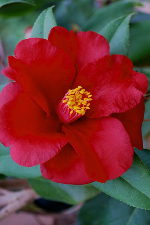  Royal Velvet Red Camellia Japonica - 3 Gallon Pot