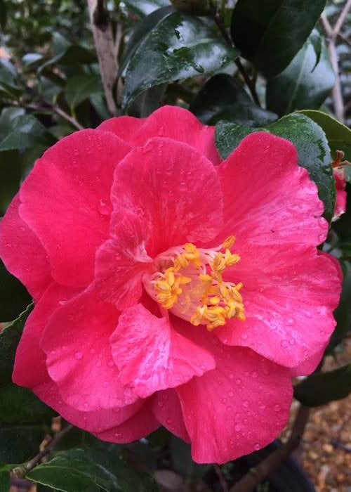  Rutledge Minnix Camellia Japonica - 3 Gallon Pot