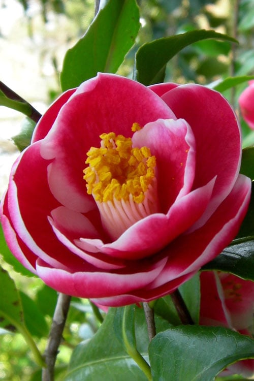  Sadaharu Oh Camellia - 3 Gallon Pot