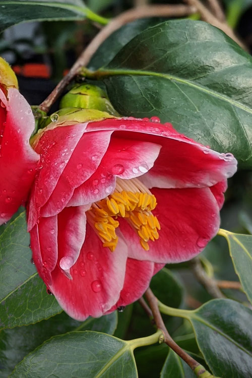  Sadaharu Oh Camellia - 7 Gallon Pot (3-4')
