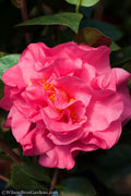  Scentsation Fragrant Camellia Japonica - 3 Gallon Pot