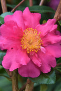  Sekiyo Camellia Sasanqua - 3 Gallon Pot