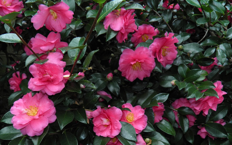  Shishi Gashira Dwarf Camellia Sasanqua - 6 Pack Of 1 Gallon Pots