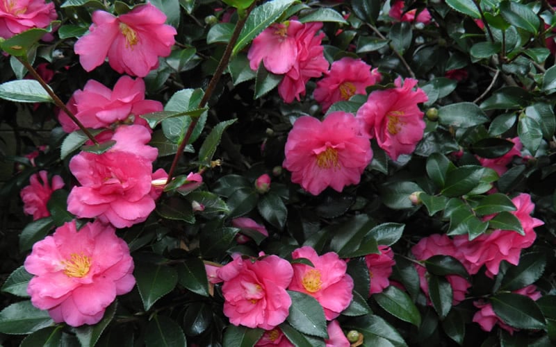 Shishi Gashira Dwarf Camellia Sasanqua - 7 Gallon Pot 
