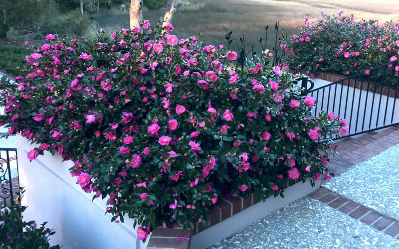  Shishi Gashira Dwarf Camellia Sasanqua - 3 Gallon Pot