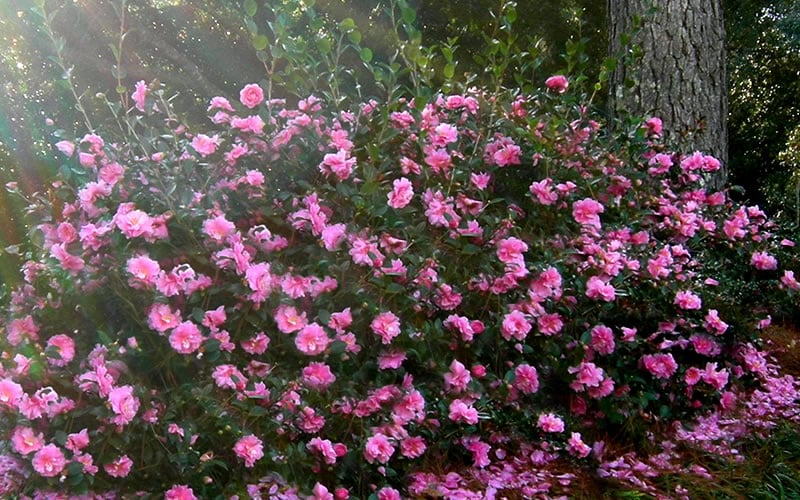  Shishi Gashira Dwarf Camellia Sasanqua - 3 Gallon Pot