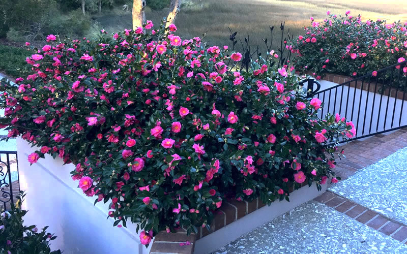  Shishi Gashira Dwarf Camellia Sasanqua - 2.5 Quart Pot