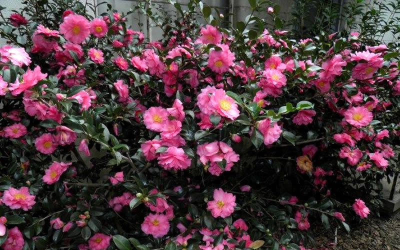  Shishi Gashira Dwarf Camellia Sasanqua - 2.5 Quart Pot