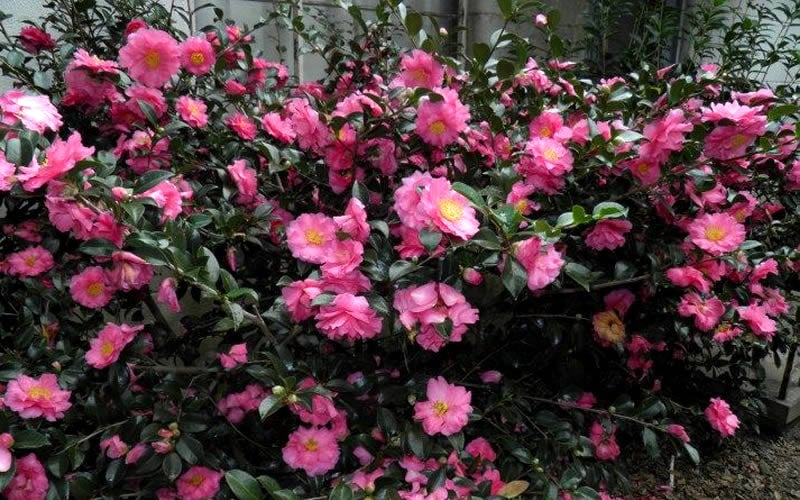  Shishi Gashira Dwarf Camellia Sasanqua - 3 Gallon Pot