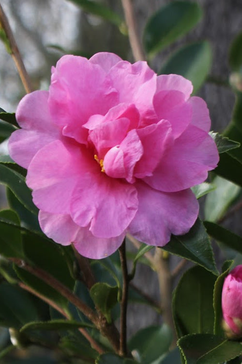  Showa No Sakae Dwarf Camellia Sasanqua - 1 Gallon Pot