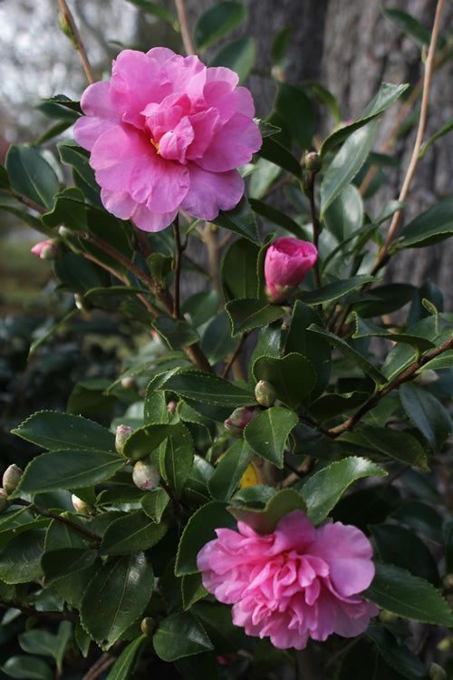  Showa No Sakae Dwarf Camellia Sasanqua - 1 Gallon Pot