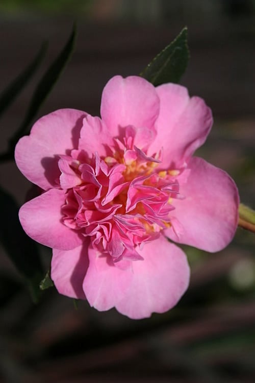  Showa No Sakae Dwarf Camellia Sasanqua - 1 Gallon Pot