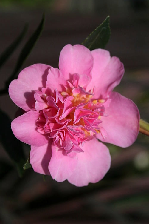  Showa No Sakae Dwarf Camellia Sasanqua - 1 Gallon Pot