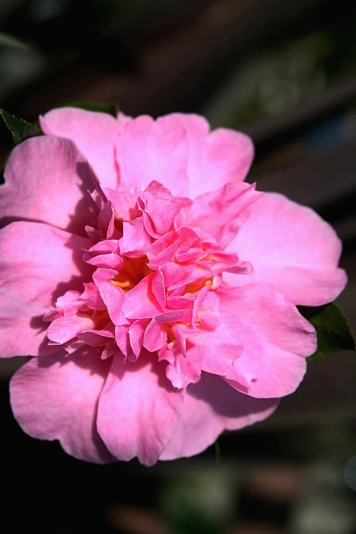  Showa No Sakae Dwarf Camellia Sasanqua - 1 Gallon Pot