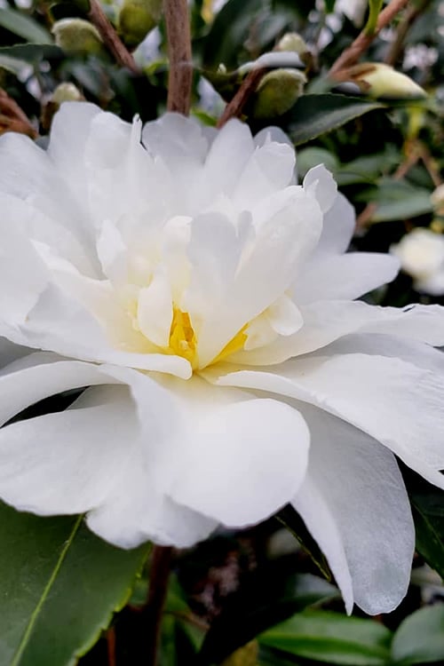  Snow Flurry Cold Hardy Camellia Hybrid - 1 Gallon Pot