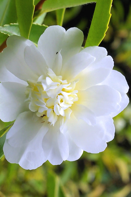  Snow Flurry Cold Hardy Camellia Hybrid - 3 Gallon Pot