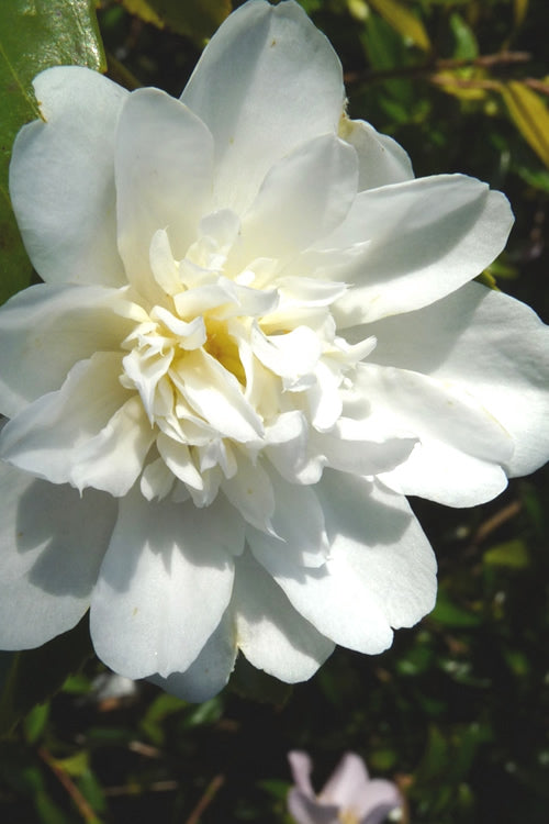  Snow Flurry Cold Hardy Camellia Hybrid - 1 Gallon Pot