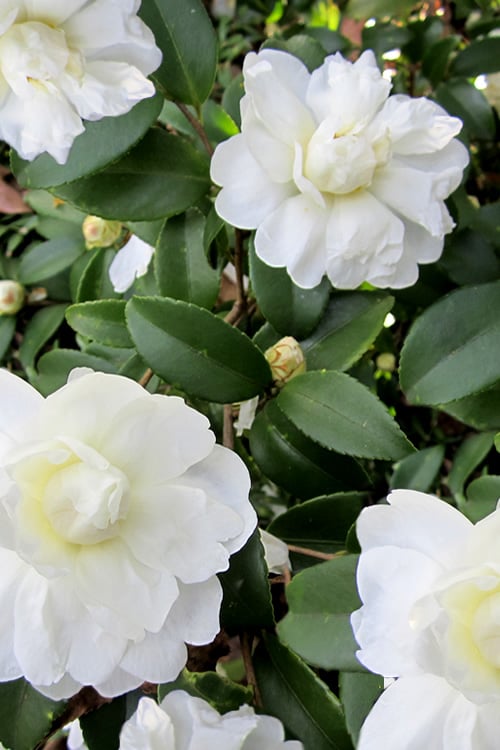  Snow Flurry Cold Hardy Camellia Hybrid - 1 Gallon Pot