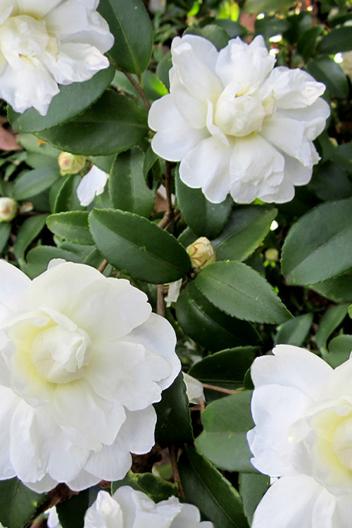  Snow Flurry Cold Hardy Camellia Hybrid - 1 Gallon Pot