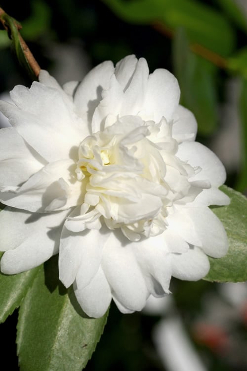  Snow Flurry Cold Hardy Camellia Hybrid - 1 Gallon Pot