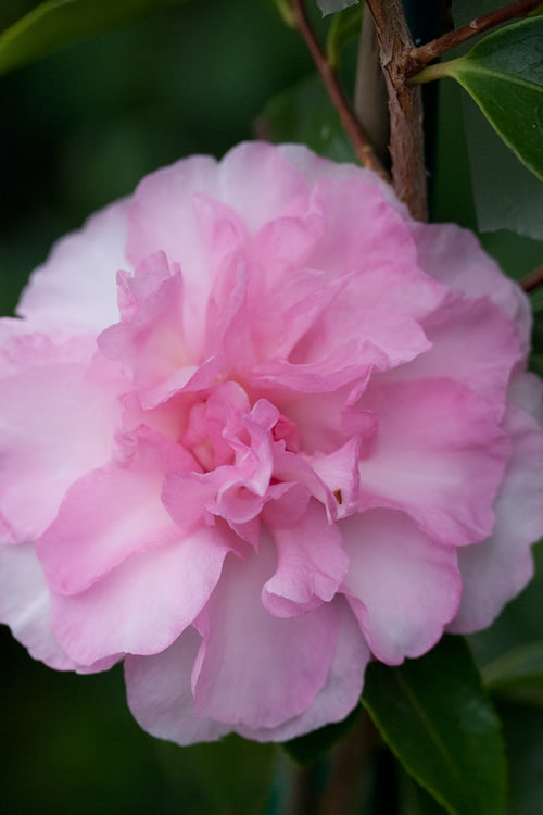  Sarrel Dwarf Camellia Sasanqua - 3 Gallon Pot