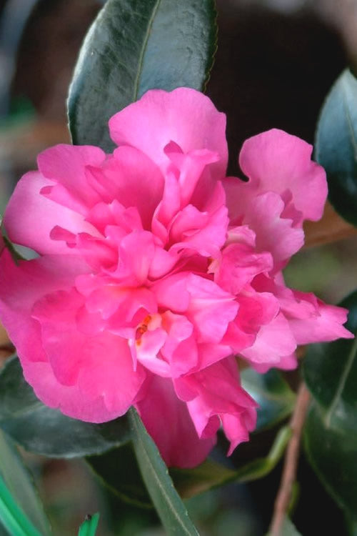  Sparkling Burgundy Camellia Sasanqua - 7 Gallon Pot