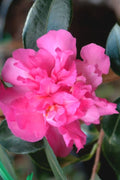  Sparkling Burgundy Camellia Sasanqua - 7 Gallon Pot
