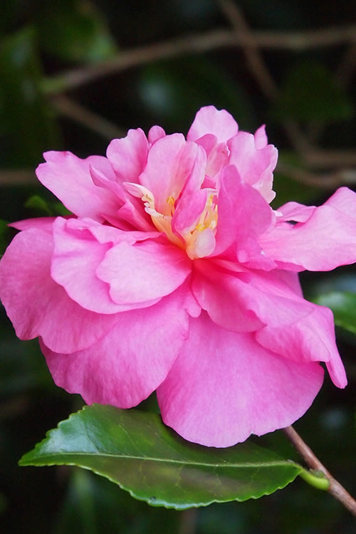  Sparkling Burgundy Camellia Sasanqua - 7 Gallon Pot