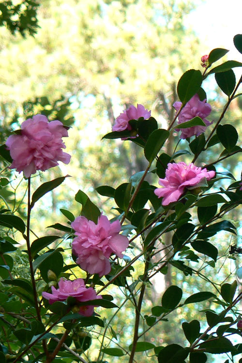  Sparkling Burgundy Camellia Sasanqua - 7 Gallon Pot