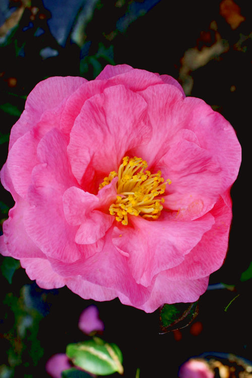  Stephanie Golden Dwarf Camellia Sasanqua - 3 Gallon Pot