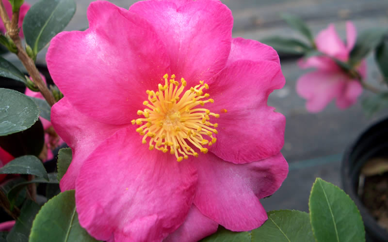  Stephanie Golden Dwarf Camellia Sasanqua - 3 Gallon Pot