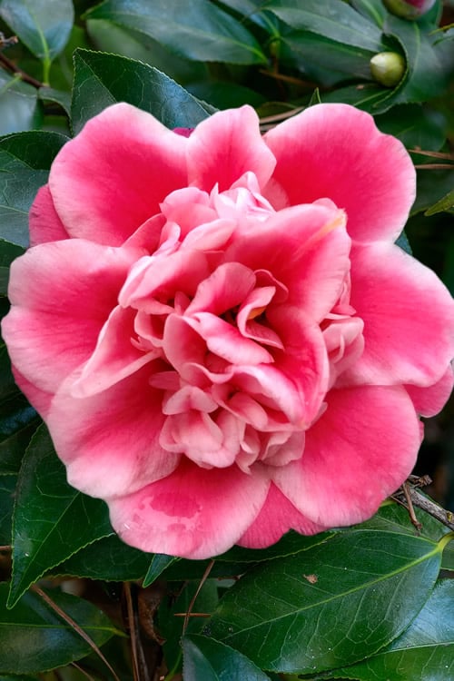  Tama Bambino Camellia Japonica - 3 Gallon Pot