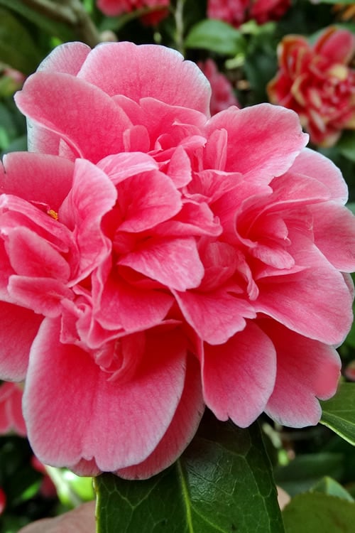  Tama Bambino Camellia Japonica - 3 Gallon Pot