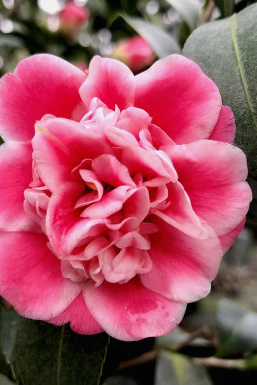  Tama Bambino Camellia Japonica - 3 Gallon Pot
