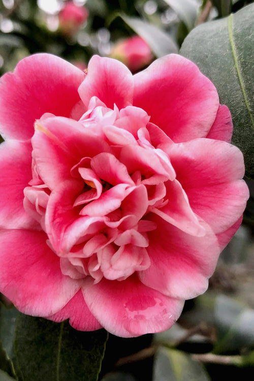  Tama Bambino Camellia Japonica - 1 Gallon Pot