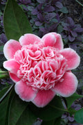  Tama Bambino Camellia Japonica - 1 Gallon Pot