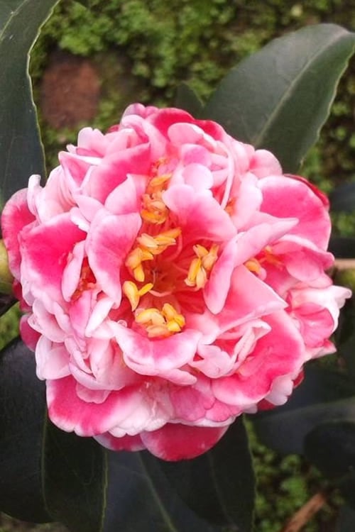  Tama Bambino Camellia Japonica - 3 Gallon Pot