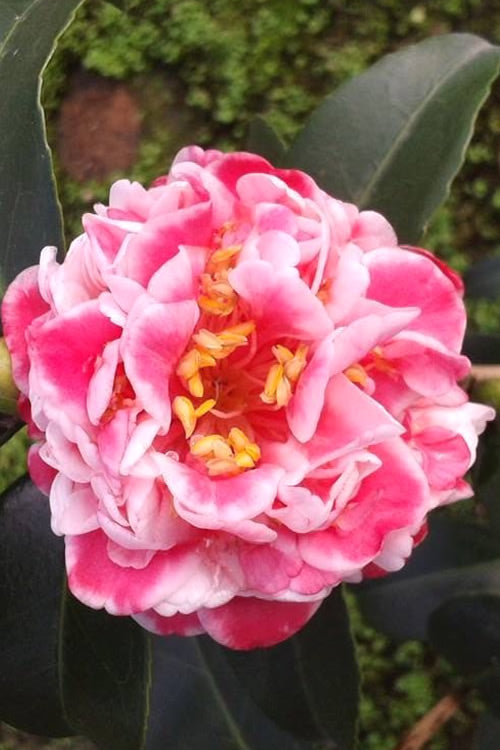  Tama Bambino Camellia Japonica - 1 Gallon Pot