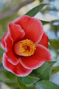  Tama Electra Camellia Japonica - 1 Gallon Pot