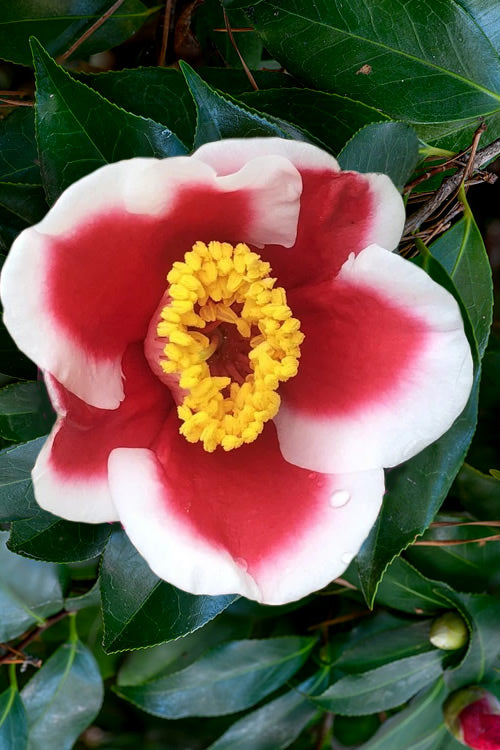  Tama Electra Camellia Japonica - 1 Gallon Pot