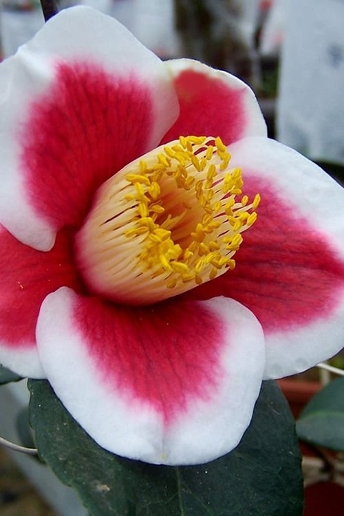  Tama No Ura Weeping Camellia Japonica - 3 Gallon Pot