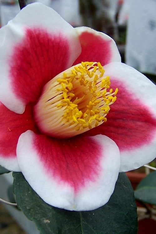  Tama No Ura Weeping Camellia Japonica - 3 Gallon Pot