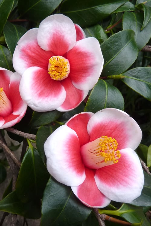  Tama No Ura Weeping Camellia Japonica - 3 Gallon Pot