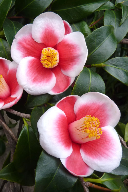  Tama No Ura Weeping Camellia Japonica - 3 Gallon Pot
