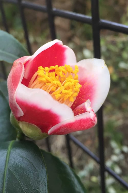  Tama No Ura Weeping Camellia Japonica - 3 Gallon Pot